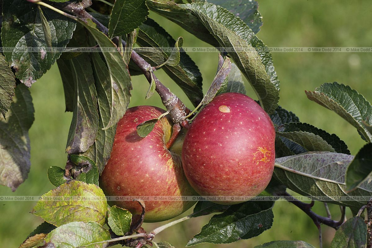 Malus domestica apple 'Braeburn'
