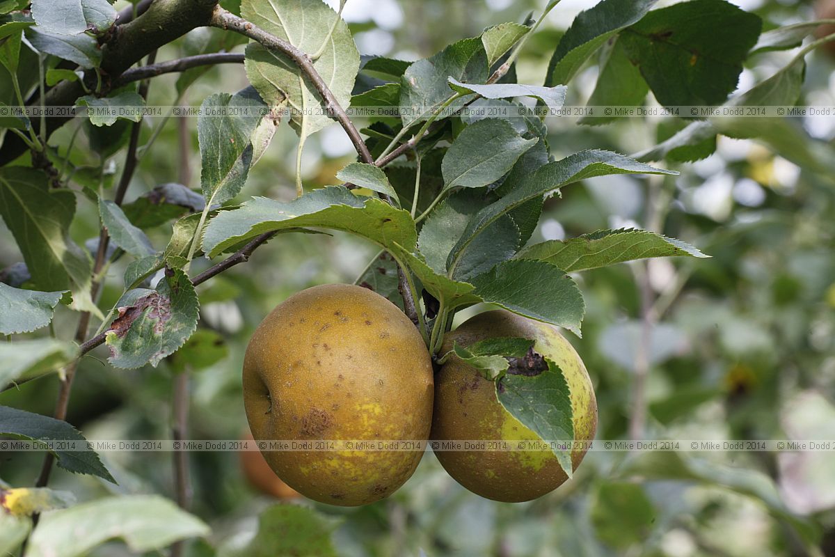 Malus domestica apple 'Egremont Russet'