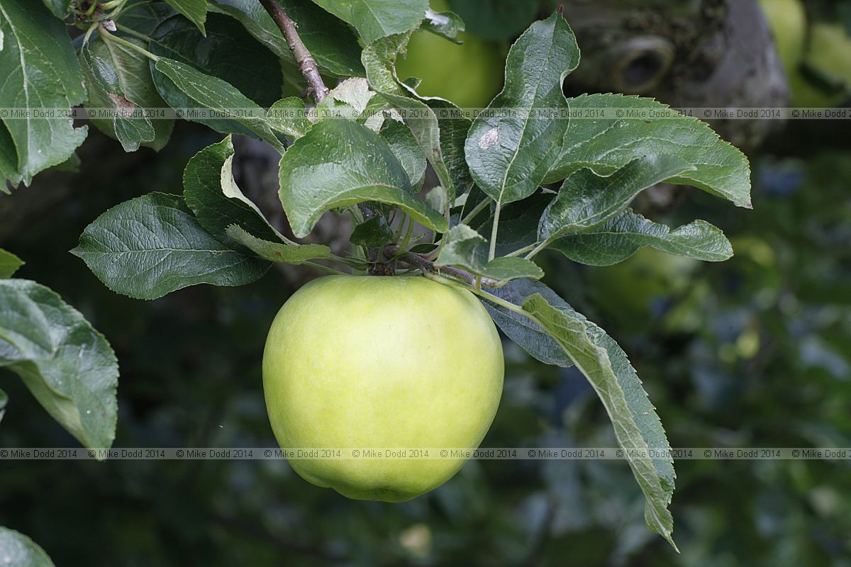 Malus domestica apple 'Grantonian'