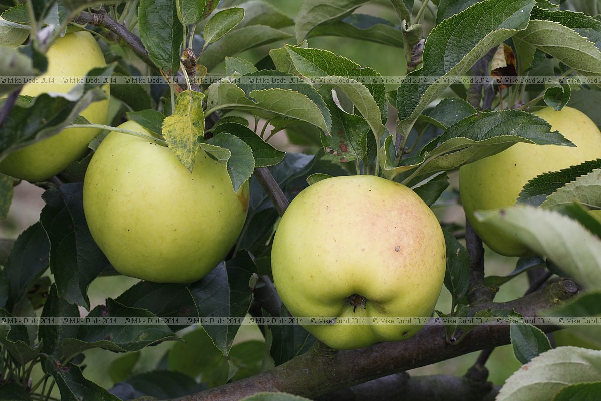 Malus domestica apple 'Grimes Golden'