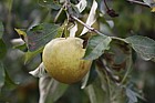 Malus domestica apple 'Herefordshire Russet'
