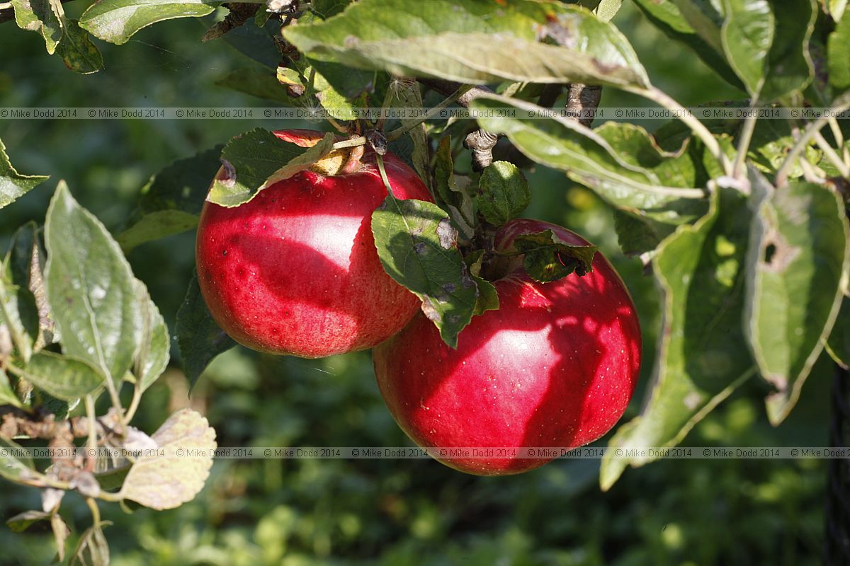 Malus domestica apple 'Idared'