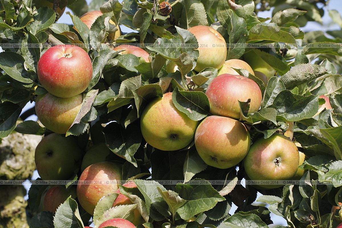 Malus domestica apple 'Jersey Beauty'