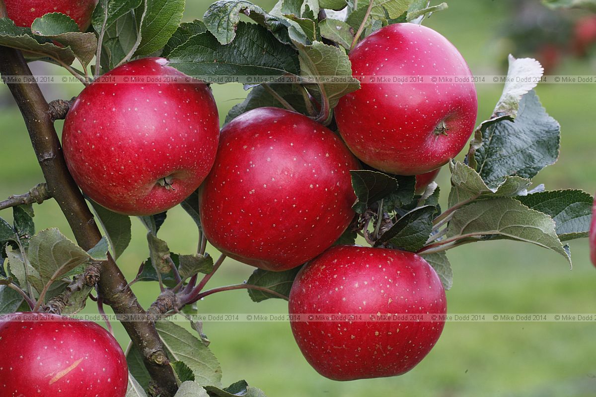 Malus domestica apple 'John Standish'