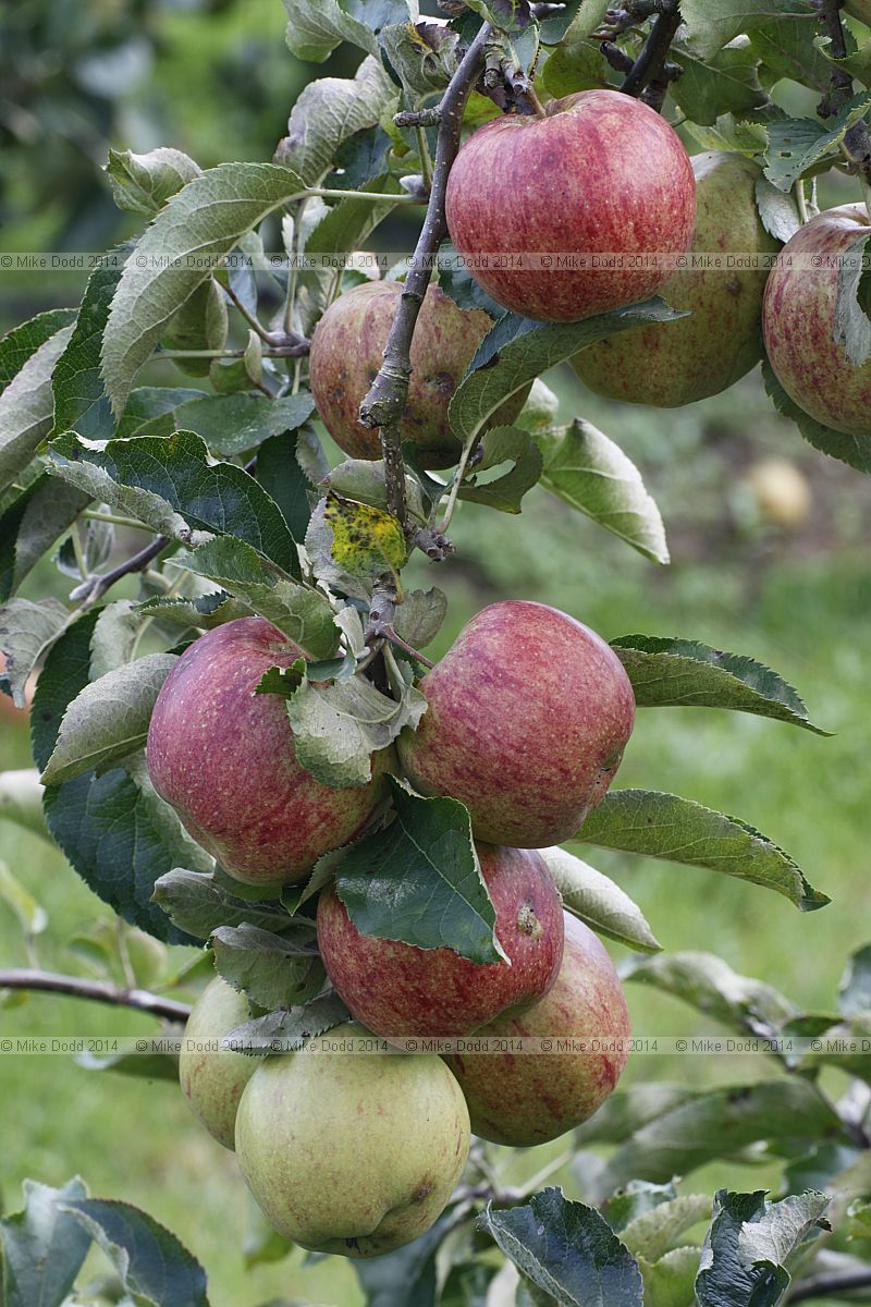 Malus domestica apple 'Jonagold'