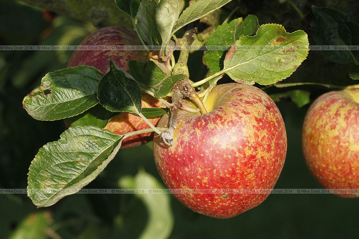 Malus domestica apple 'Kidd's Orange Red'