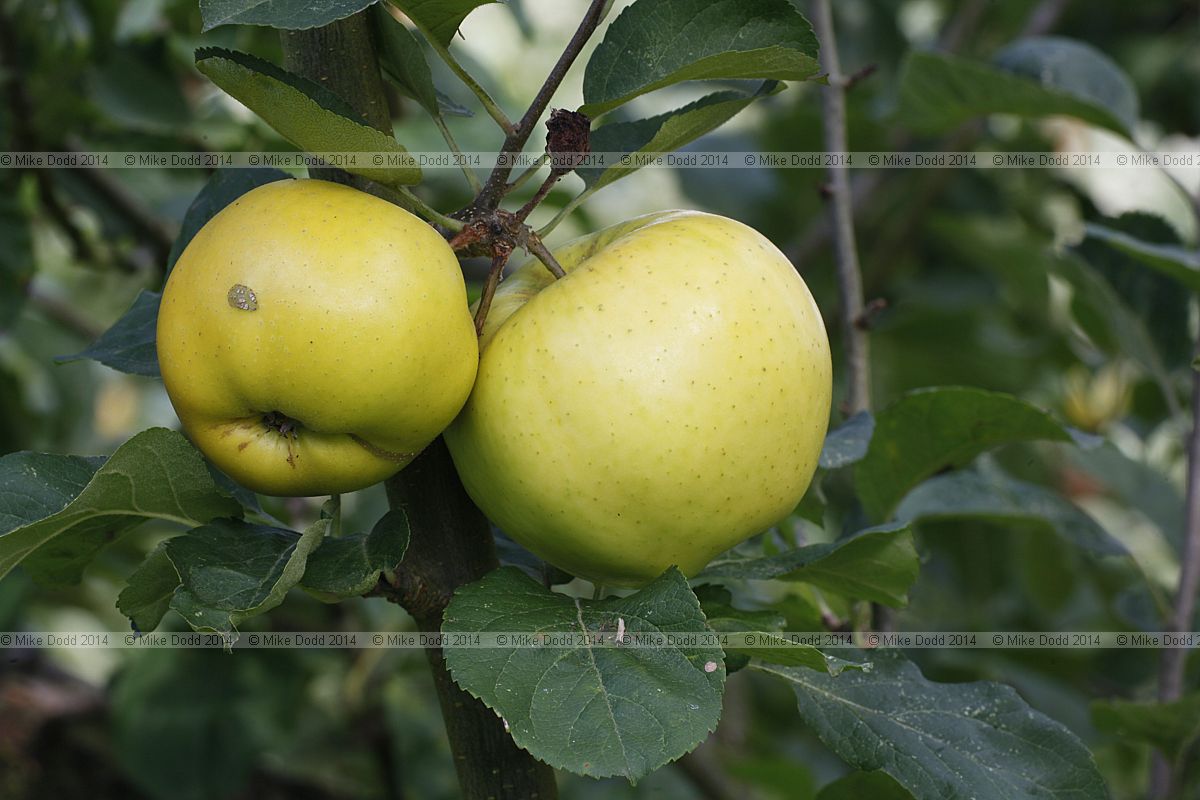 Malus domestica apple 'Landsberger Reinette'