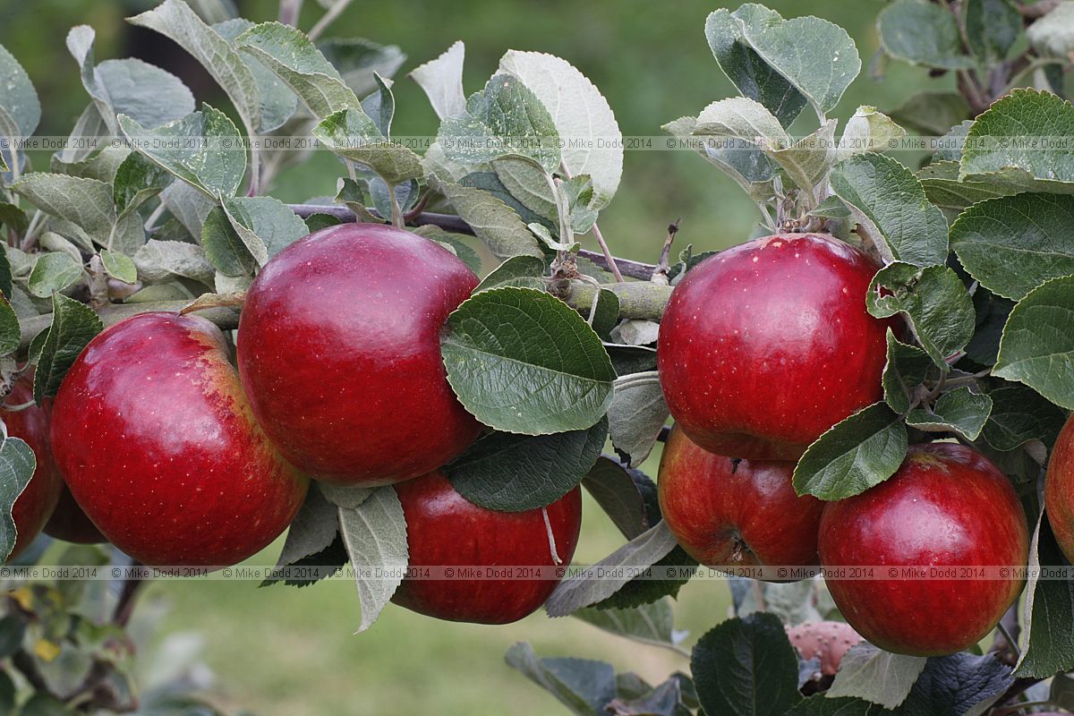Malus domestica apple 'Livermere Favourite'