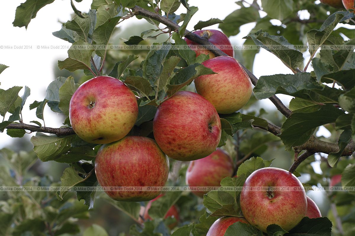 Malus domestica apple 'Newton Wonder'