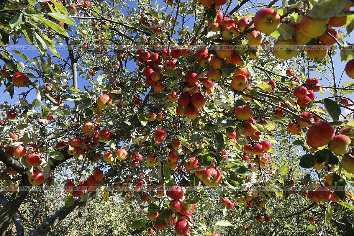 Malus domestica orchard Milton Keynes