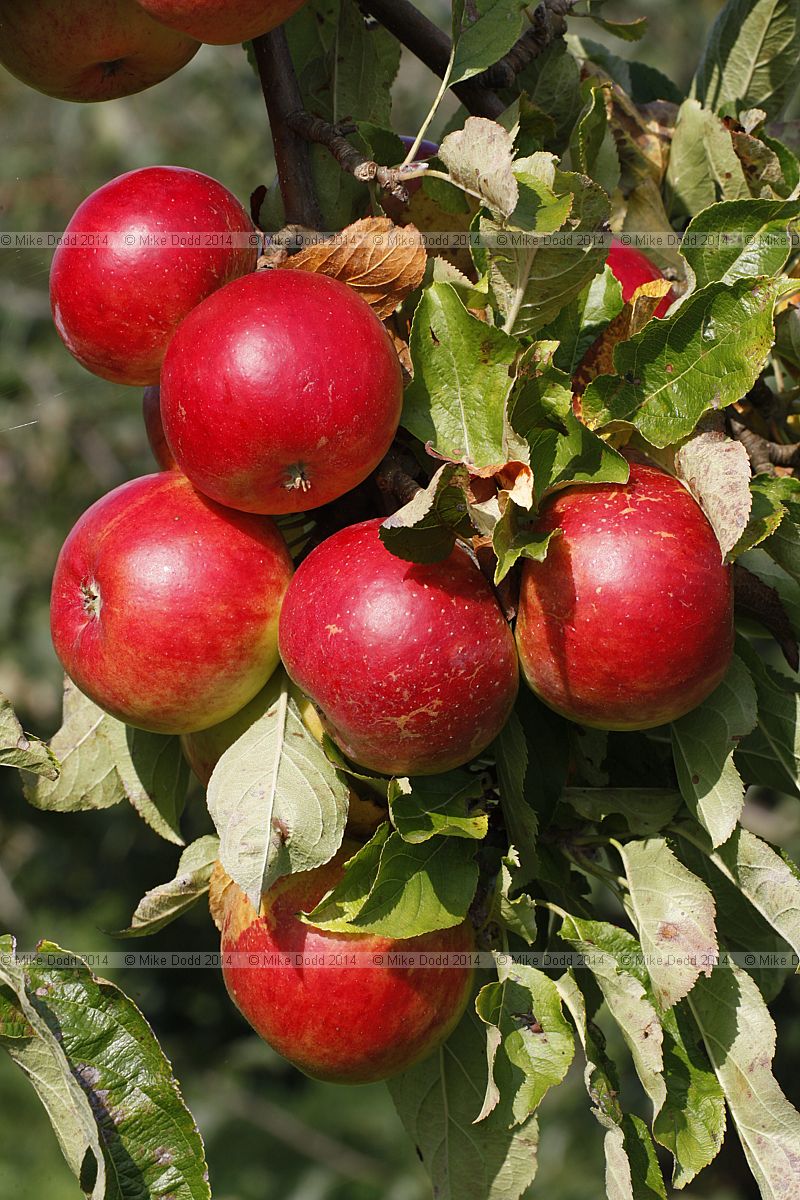 Malus domestica apple 'Red Pixie'