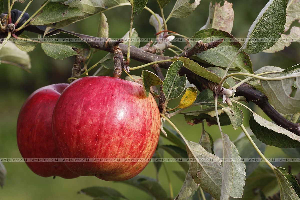 Malus domestica apple 'Royal Braeburn'