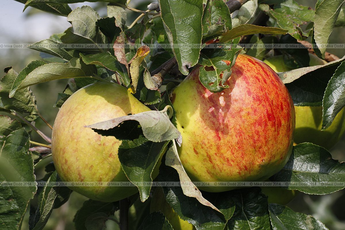 Malus domestica apple 'Twenty Ounce'