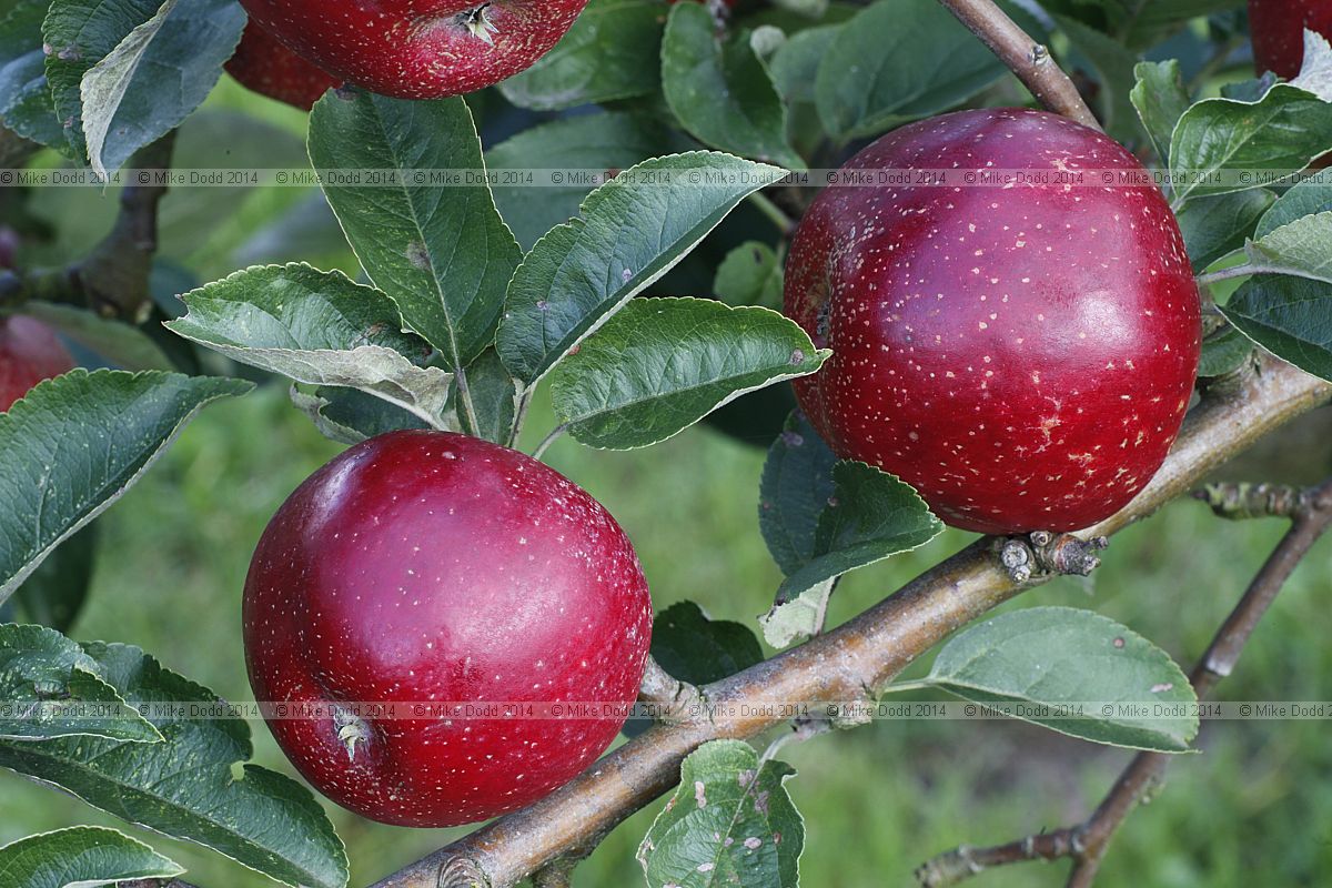 Malus domestica apple 'William Crump'