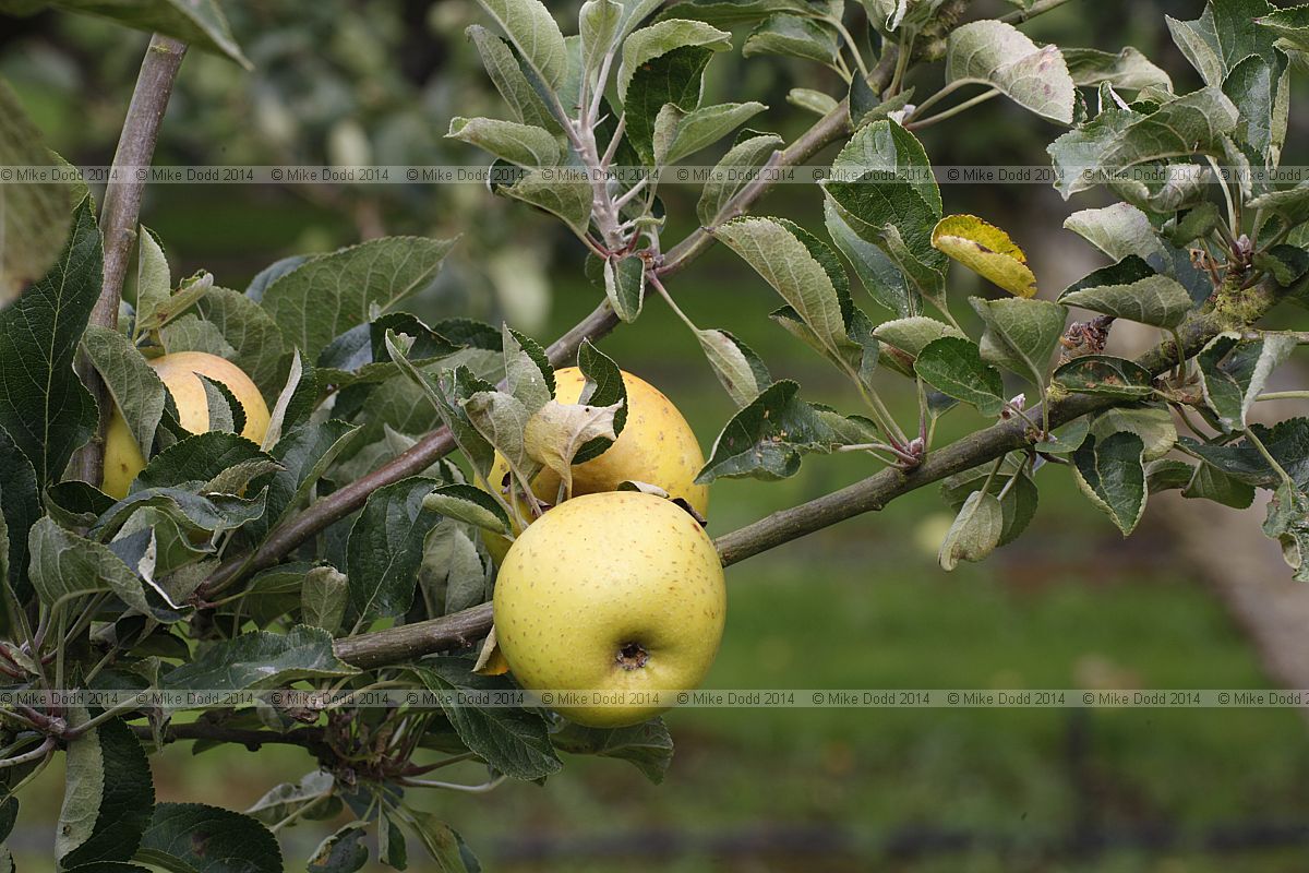 Malus domestica apple 'Wyken Pippin'