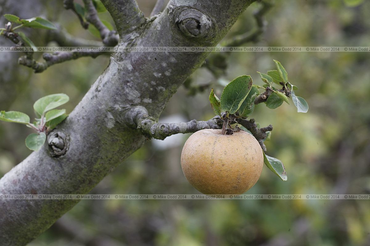 Malus domestica apple 'Zabergau Renette'