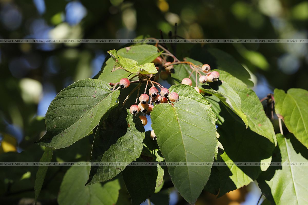 Malus yunnanensis Yunnan crabapple