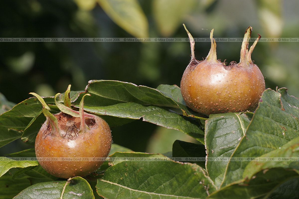 Mespilus germanica Medlar fruit on tree