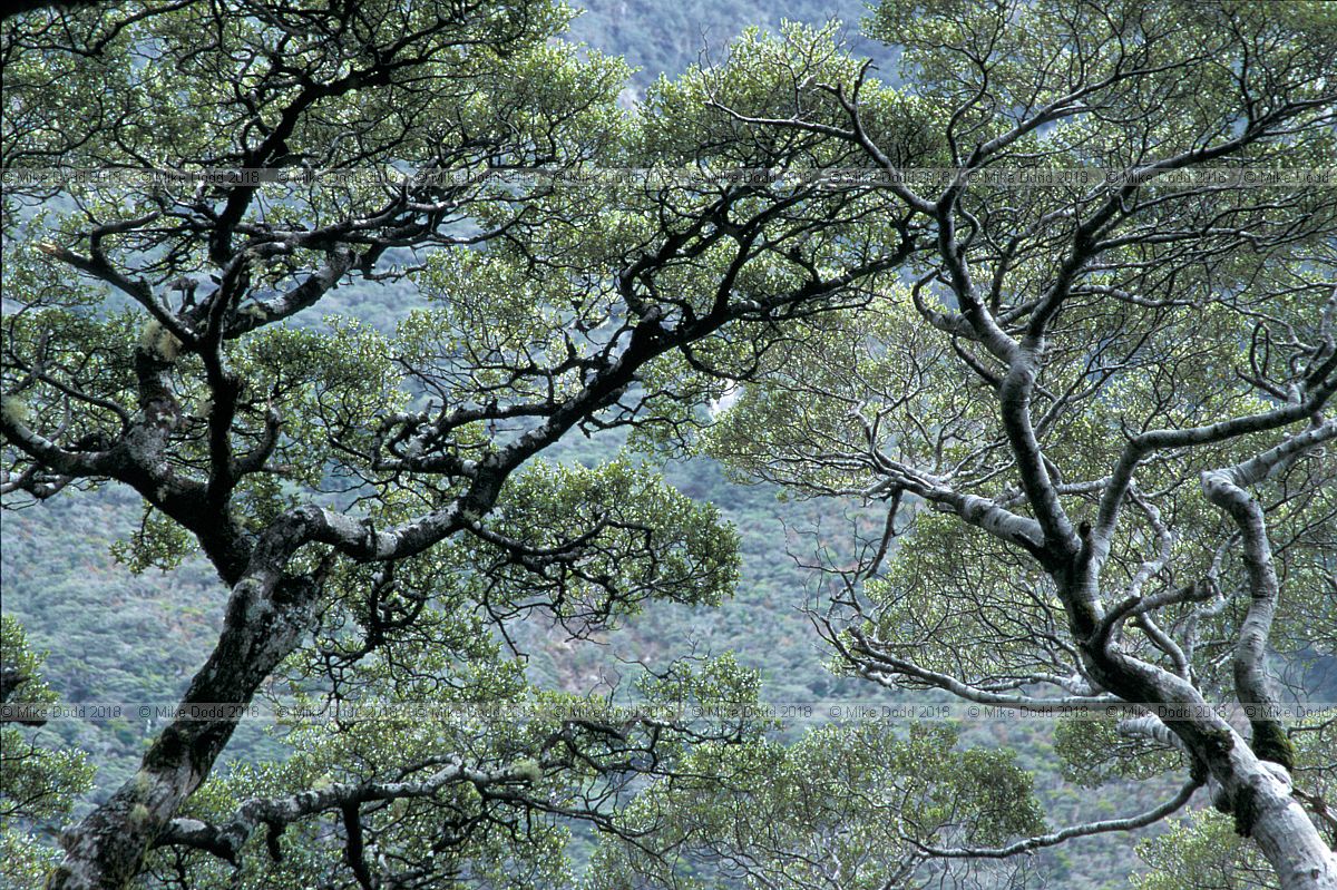 Fuscospora cliffortioides Mountain beech (syn Nothofagus solandri var cliffordiensis) at Arthurs pass