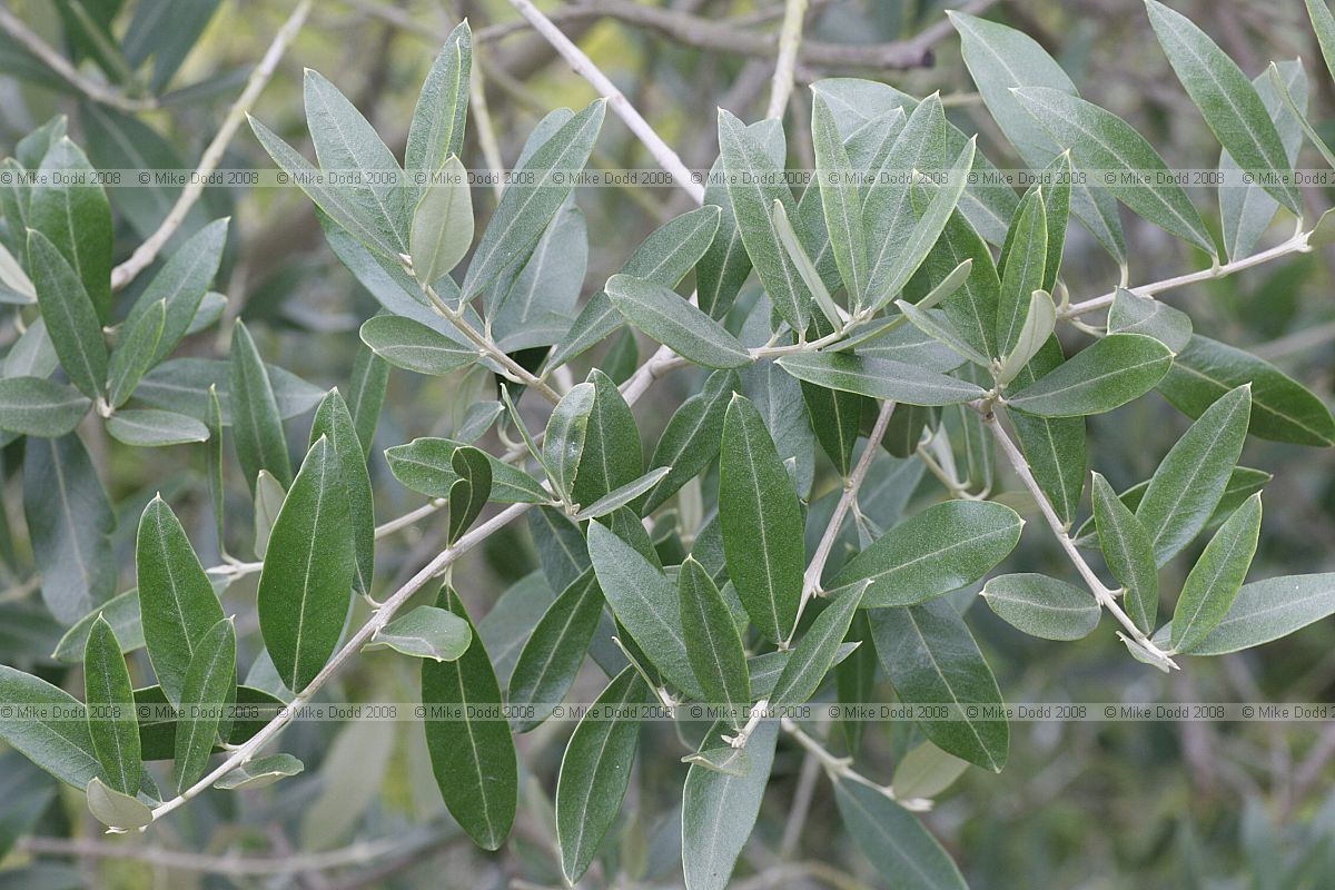 Olea europaea Olive