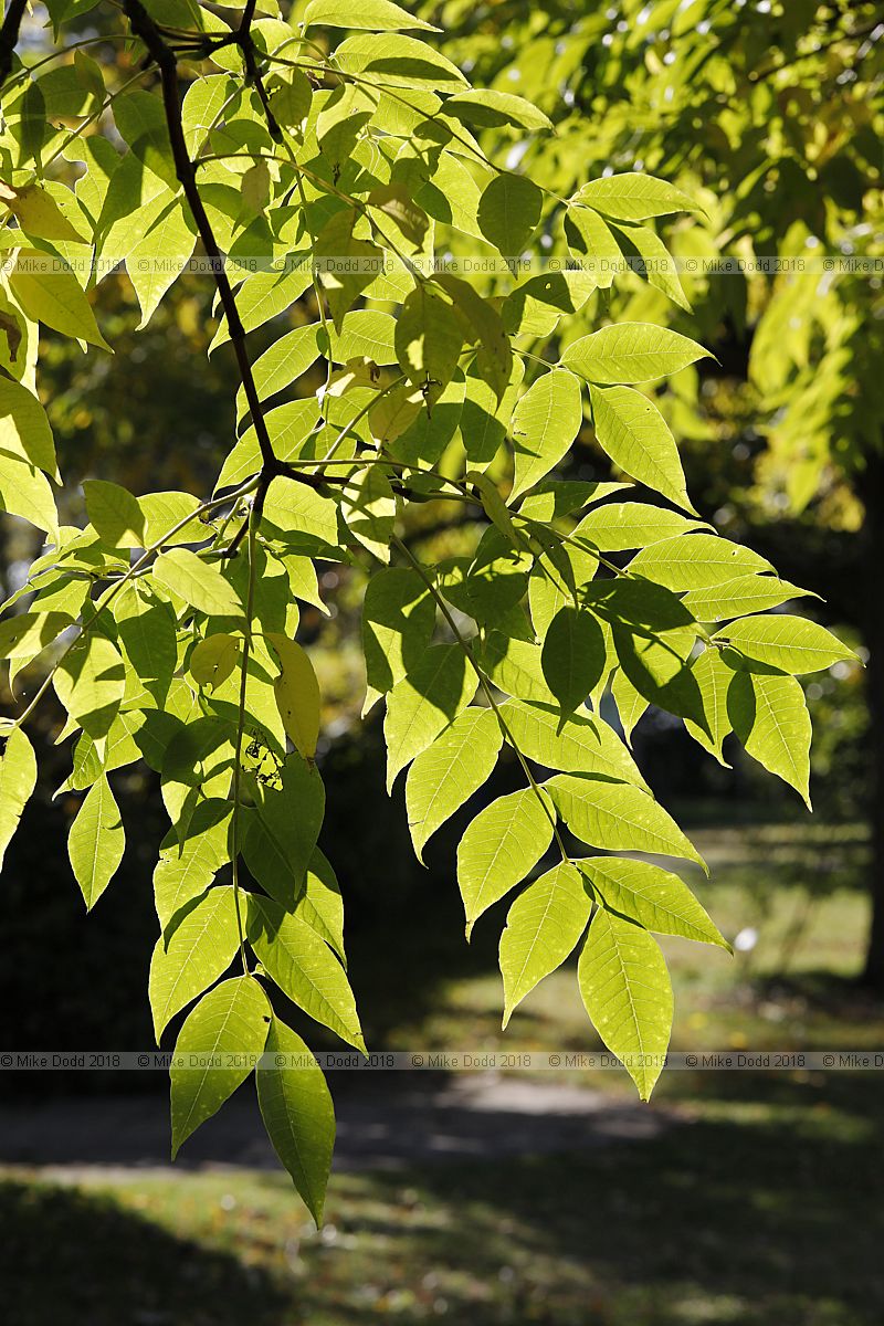 Phellodendron amurense var. sachalinense Amur cork tree