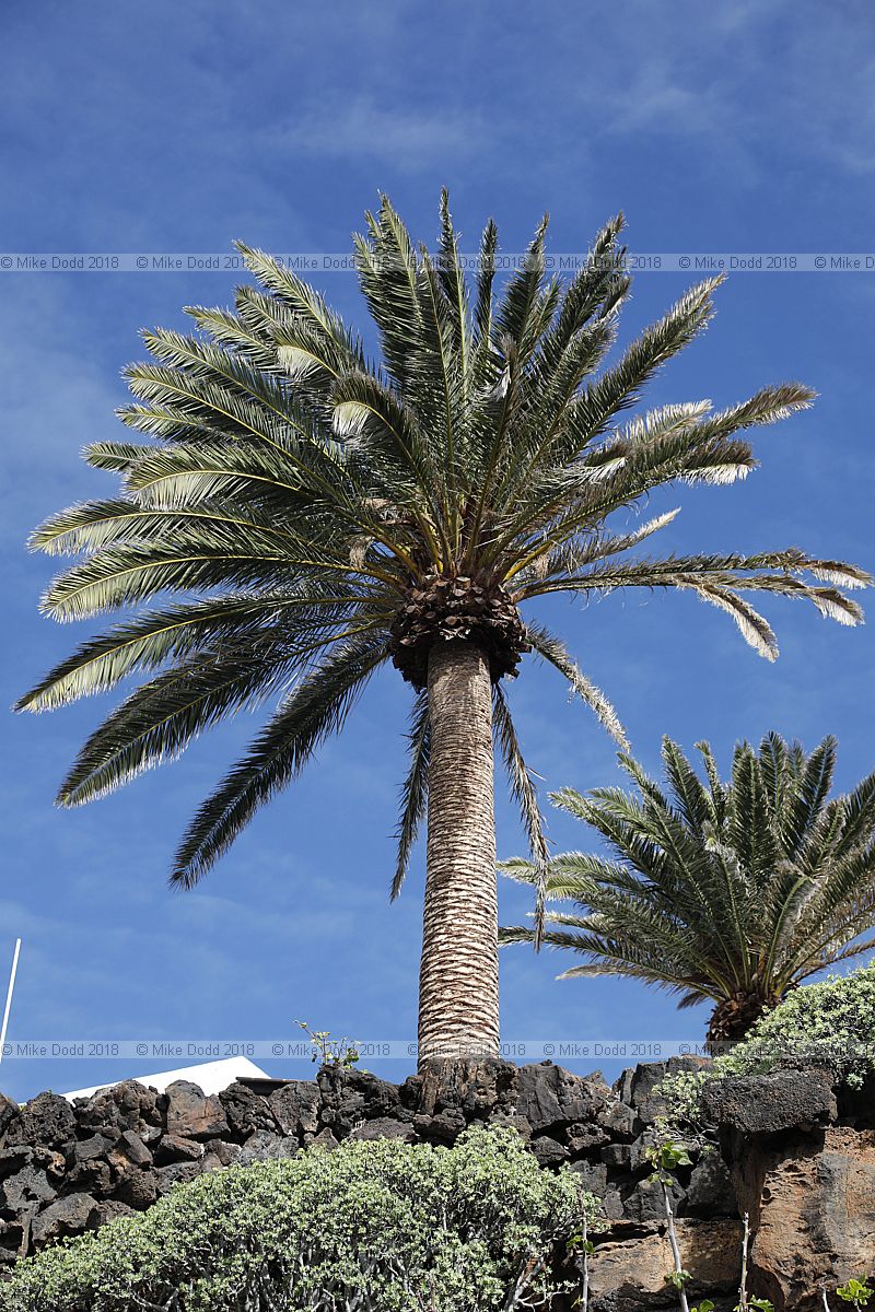 Phoenix canariensis  Canary Island Date Palm