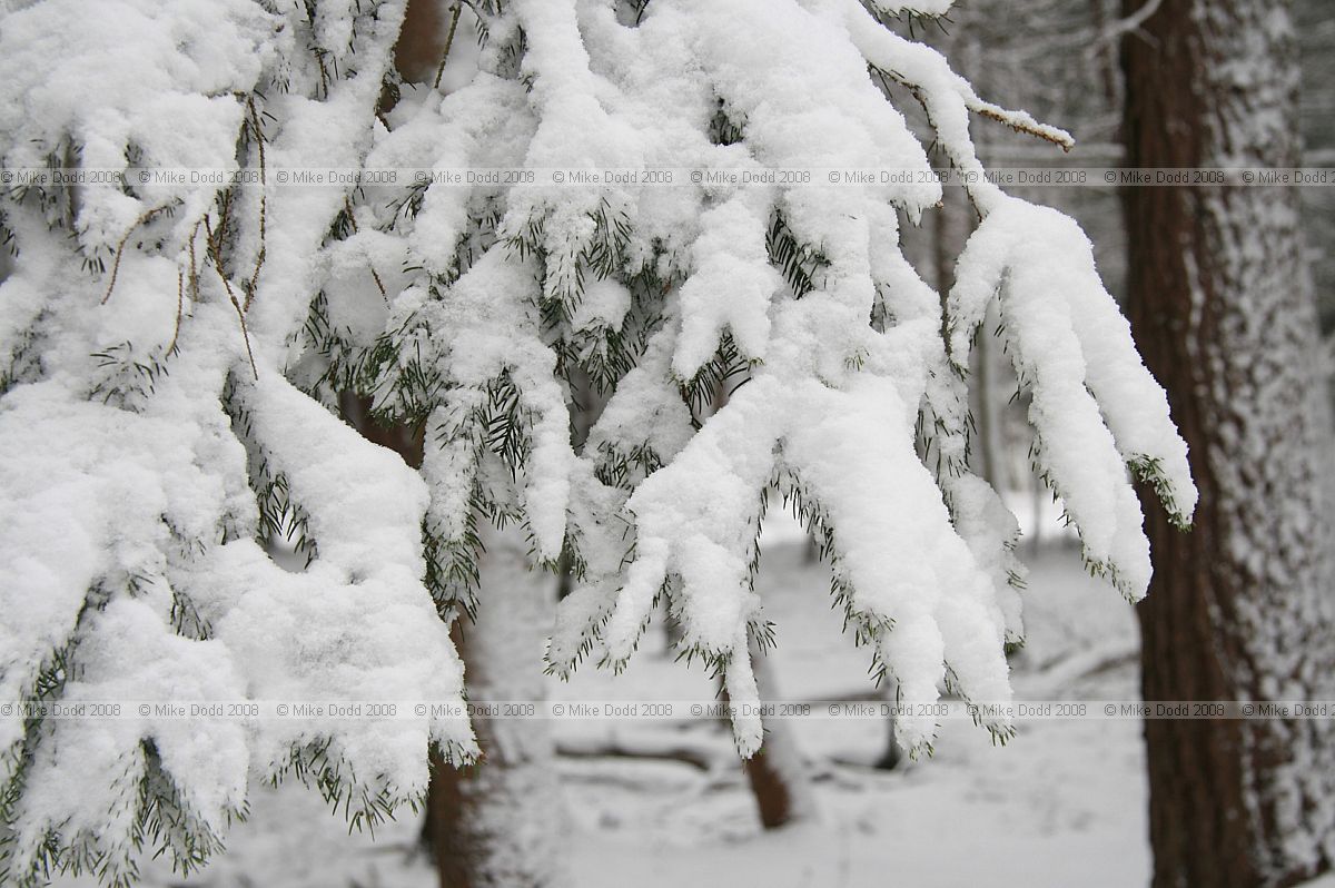 Picea abies in snow