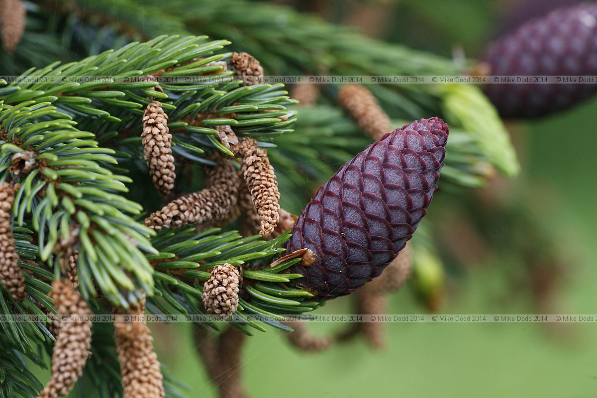 Picea jezoensis subsp. hondoensis  Hondo spruce