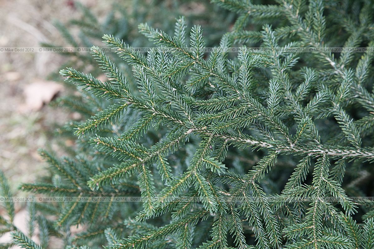 Picea orientalis Caucasian spruce
