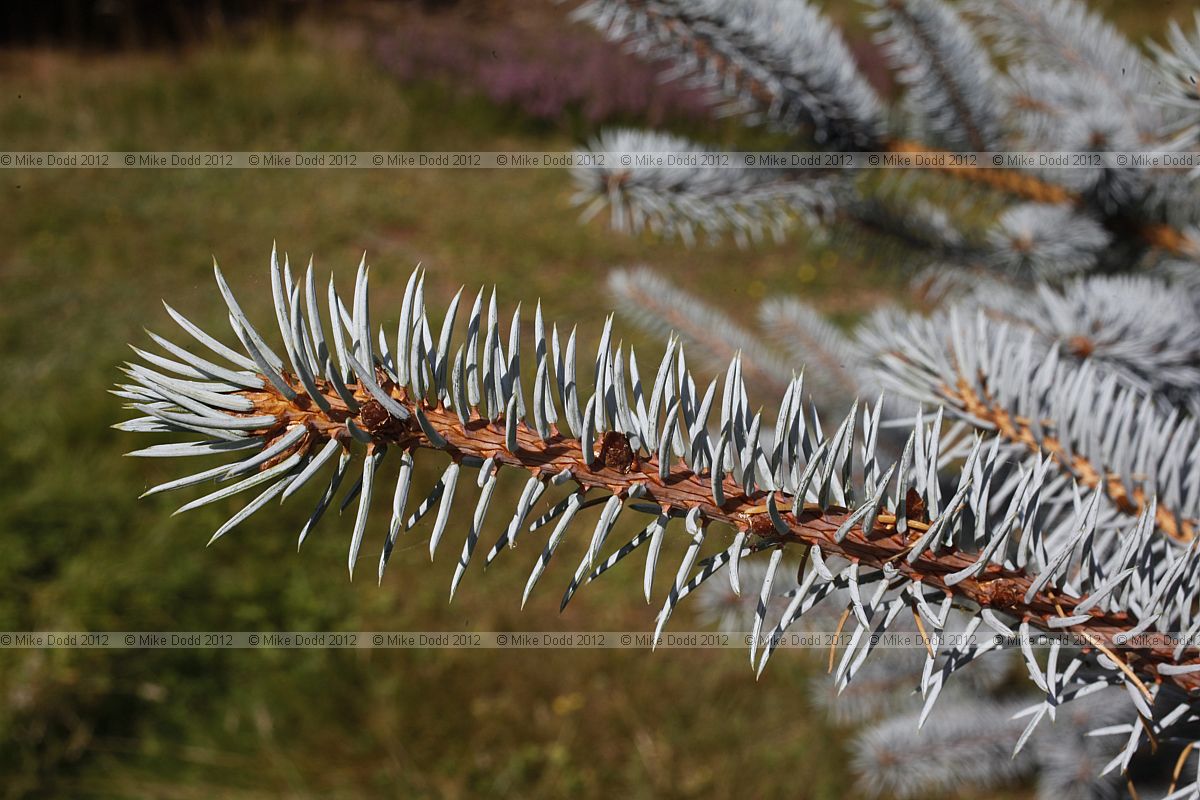 Picea pungens 'Edith' Colorado Spruce cv