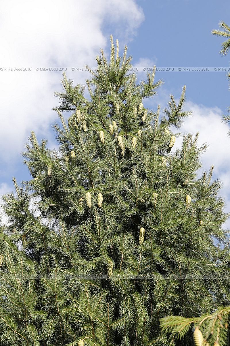 Picea smithiana West Himalayan spruce