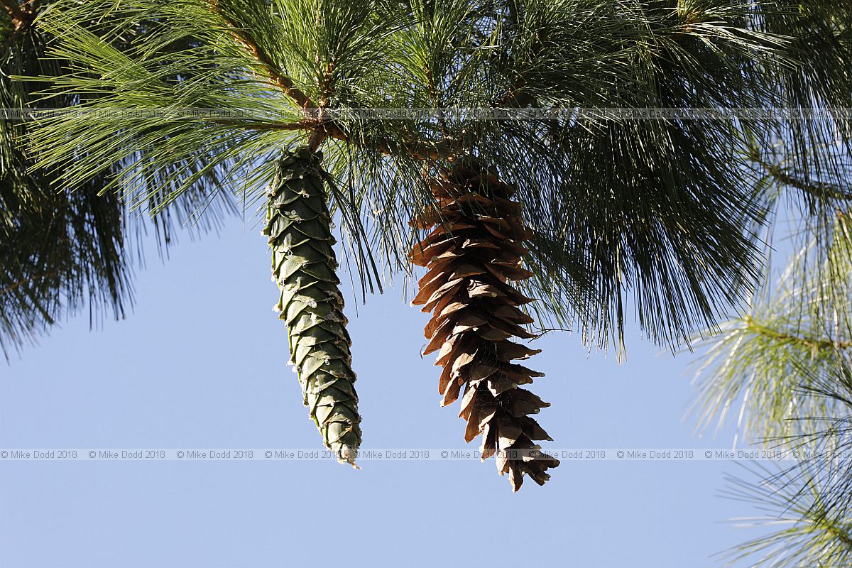 Pinus ayacahuite Mexican white pine