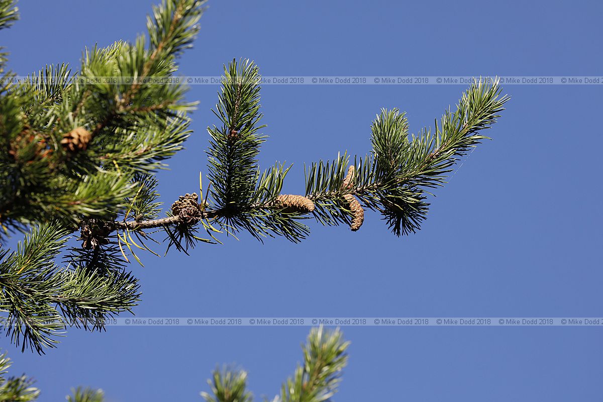 Pinus banksiana Jack pine