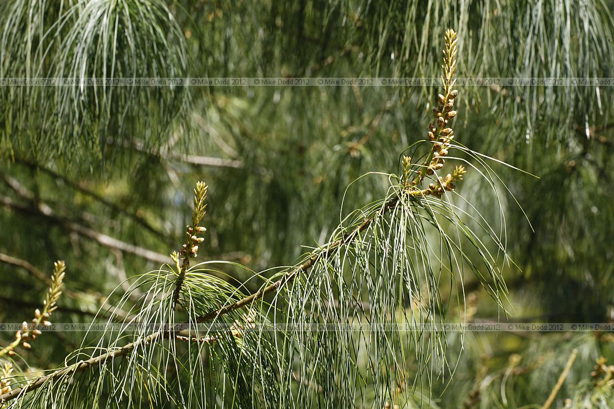 Pinus bhutanica Bhutan Pine