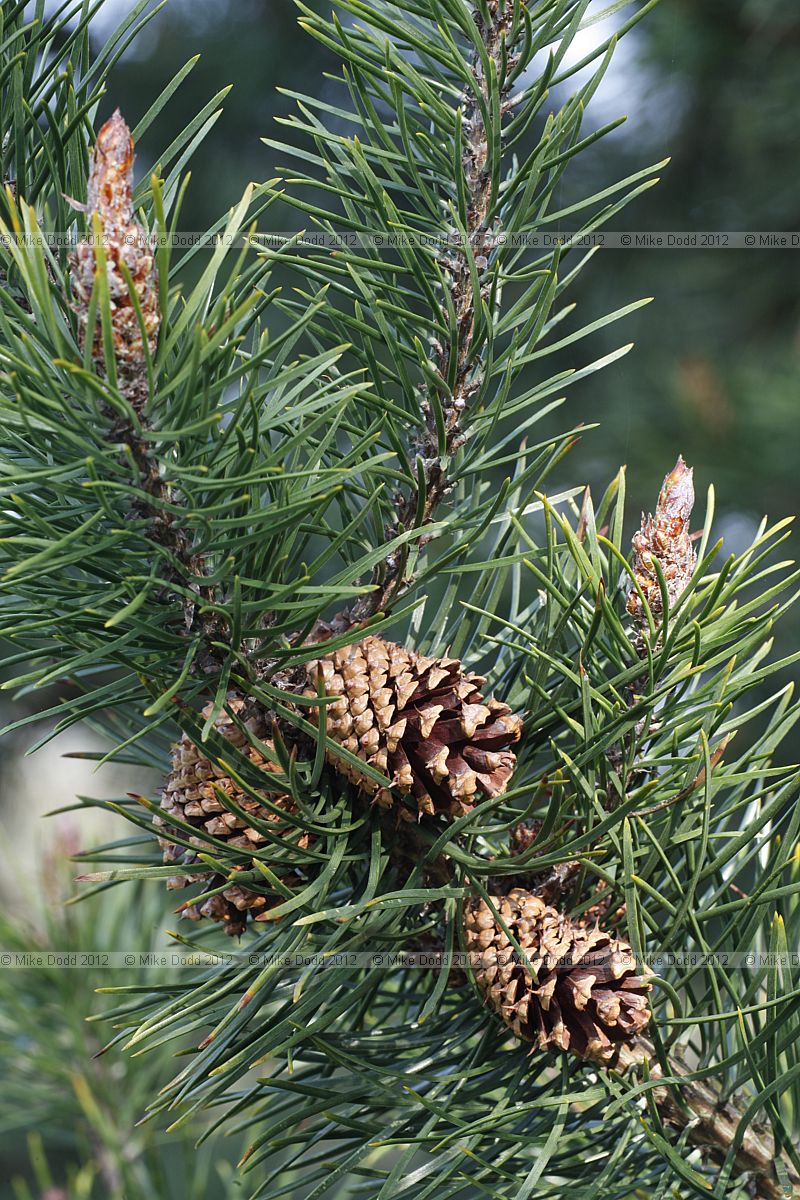 Pinus contorta var latifolia Lodgepole Pine
