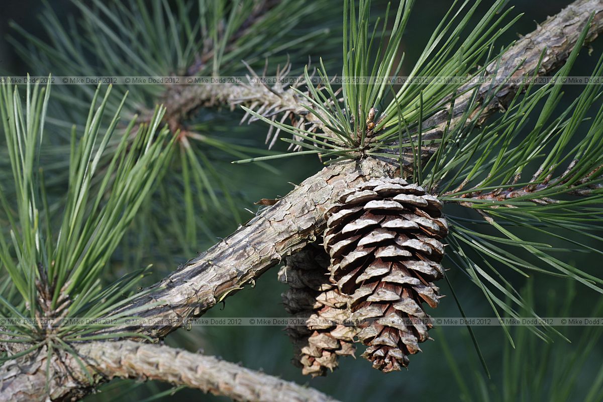 Pinus echinata Short-leaf Pine