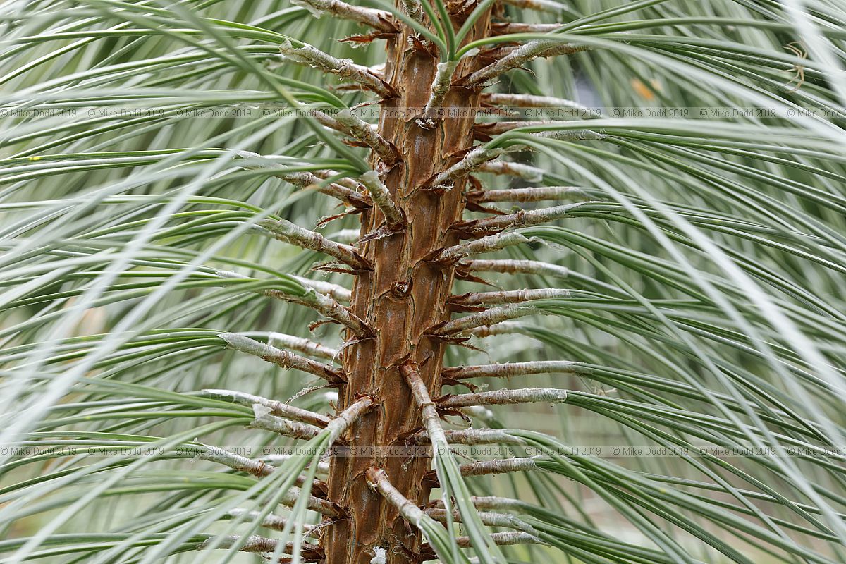 Pinus hartwegii Hartweg's pine