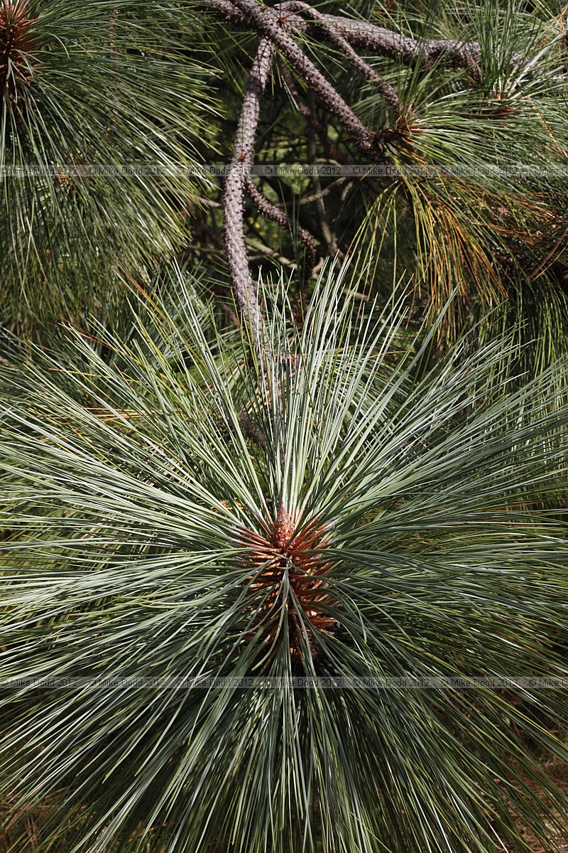 Pinus montezumae var rudis