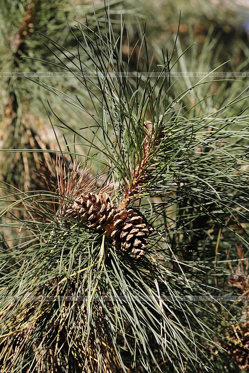 Pinus nigra subsp. laricio Corsican pine