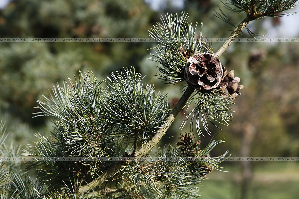 Pinus parviflora 'Gimborns Ideal'