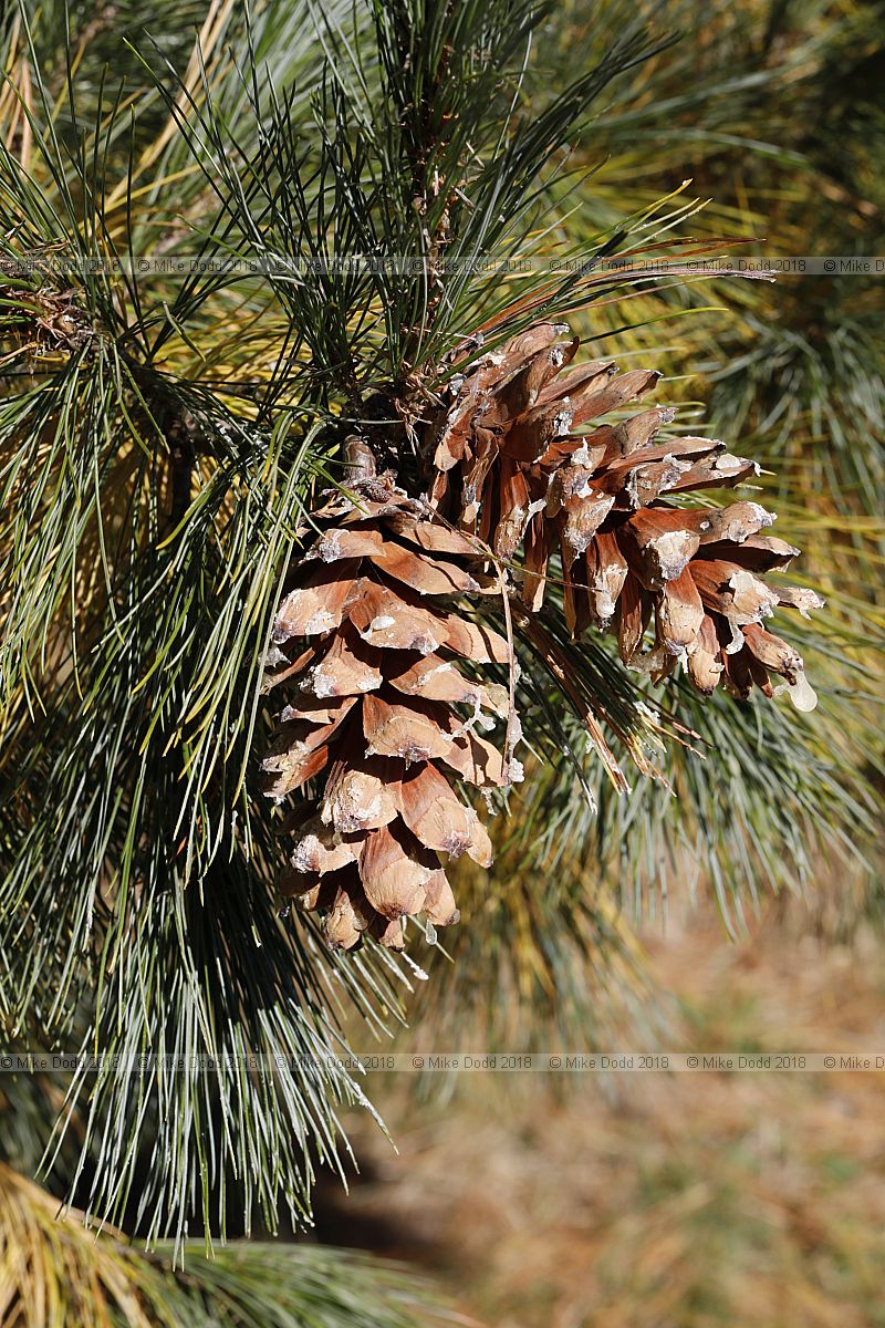 Pinus peuce Macedonian pine