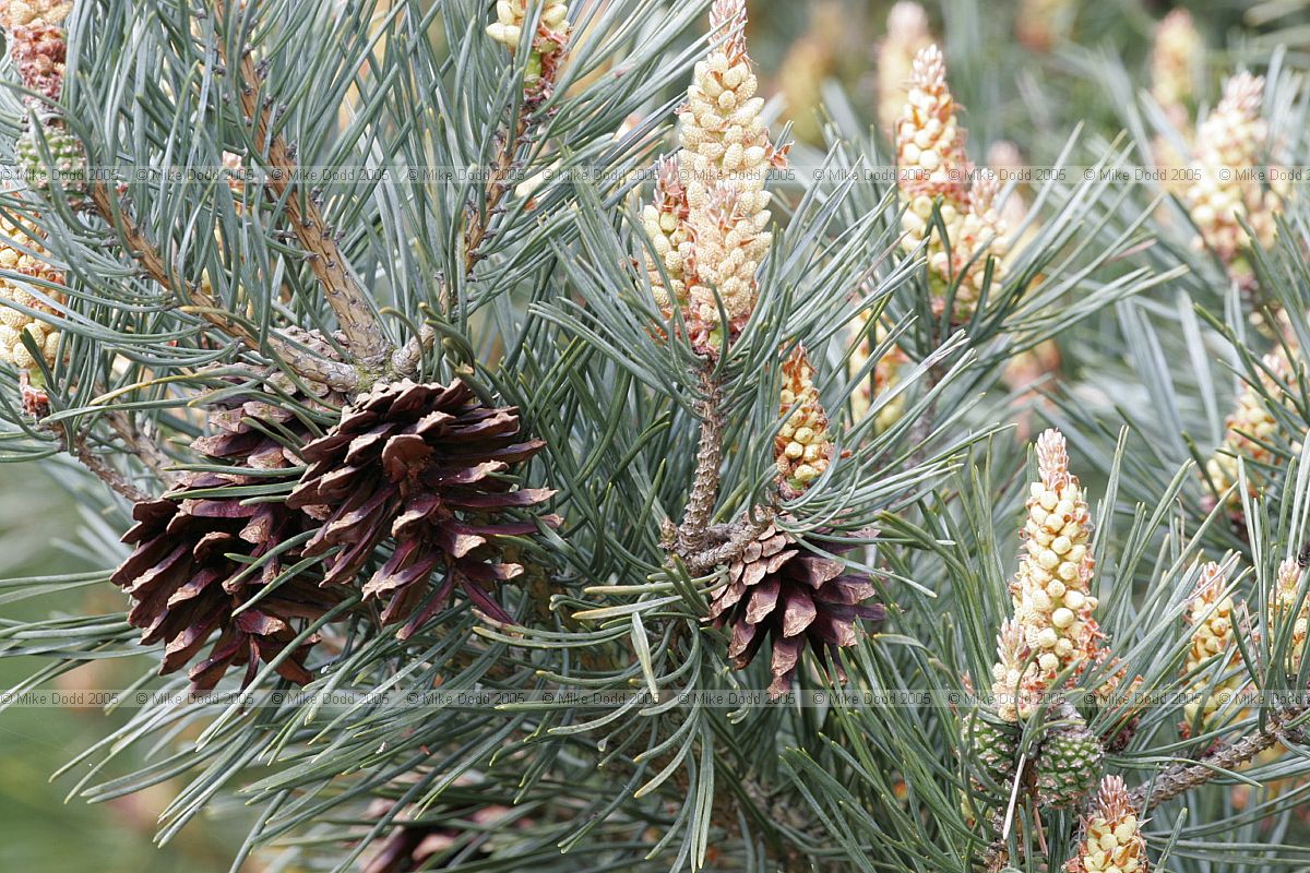 Pinus sylvestris Scots pine flowers