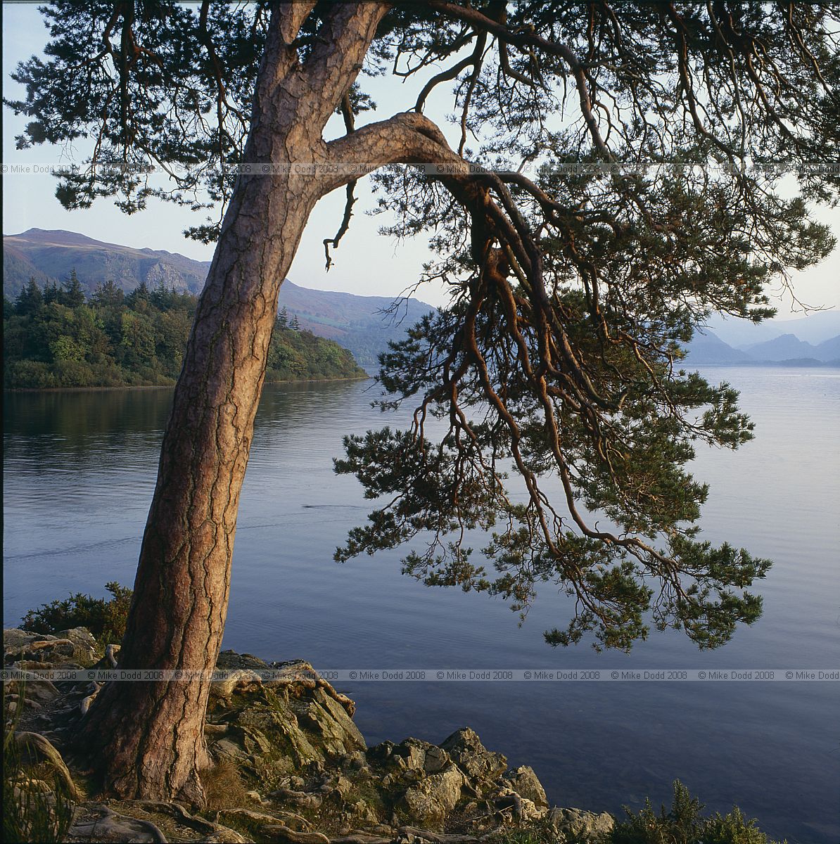 Pinus sylvestris Scots Pine at friars crag Derwentwater lake district