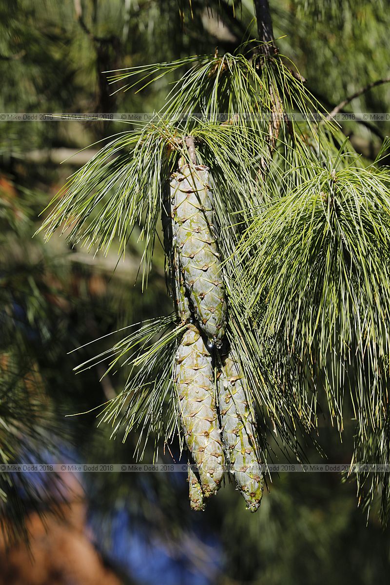 Pinus wallichiana Bhutan Pine