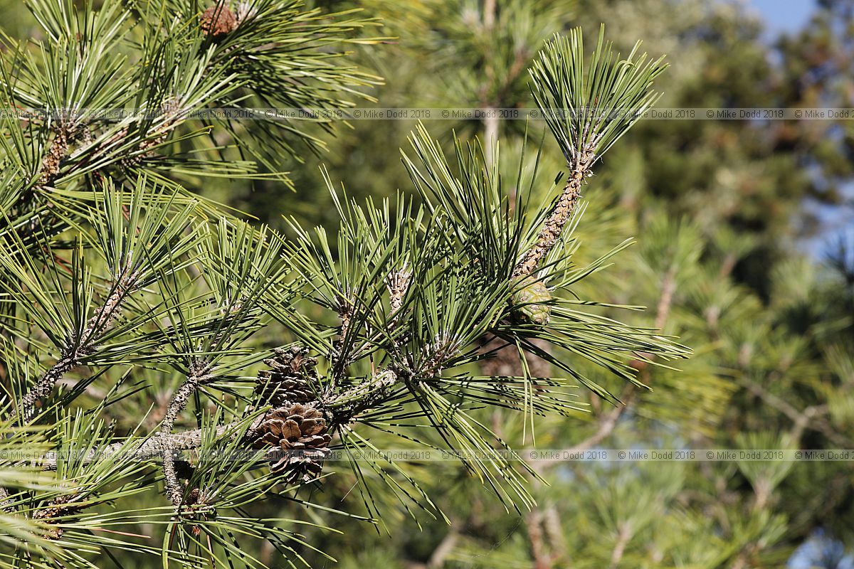 Pinus x densithunbergii