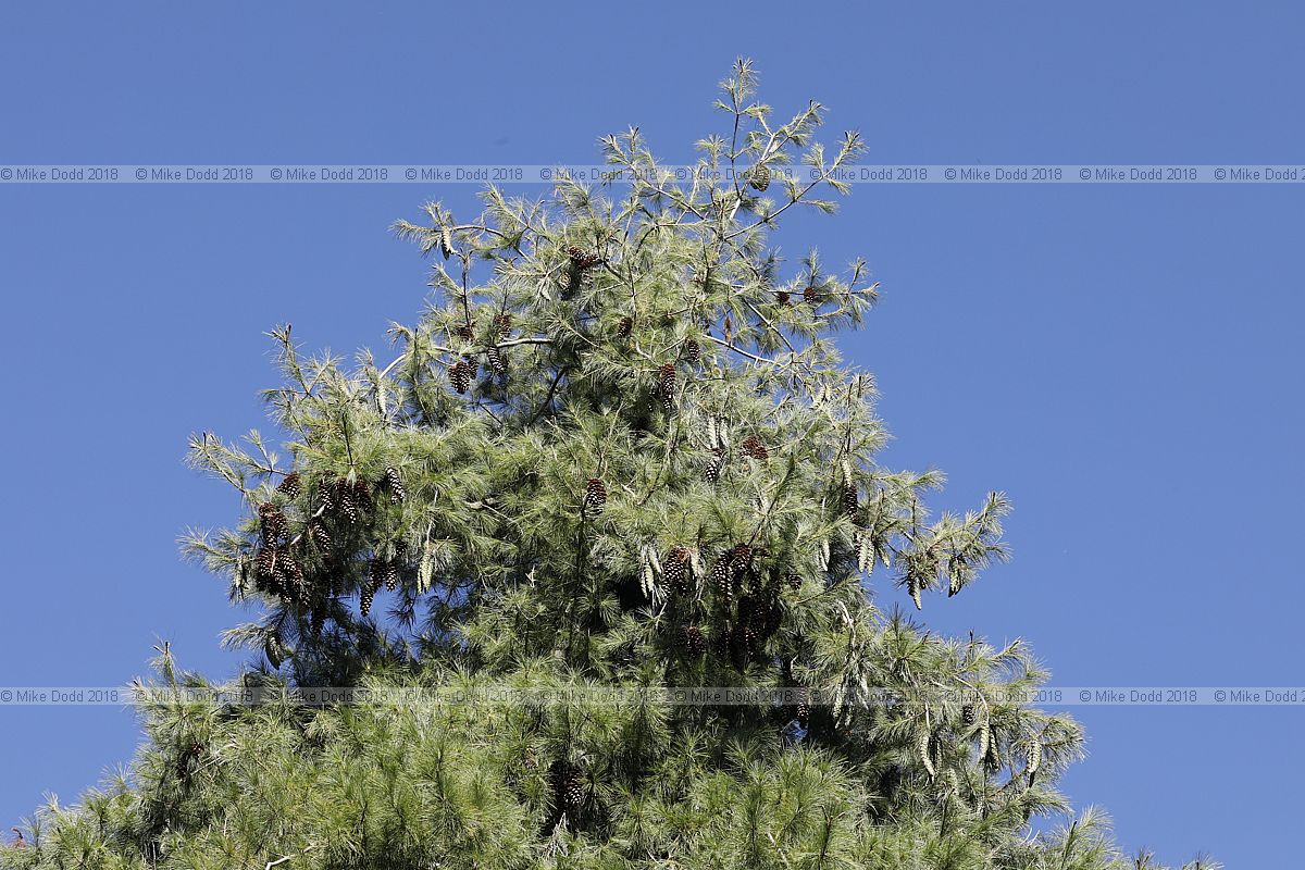 Pinus x holfordiana