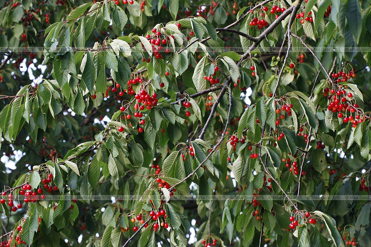 Prunus avium Sweet cherry