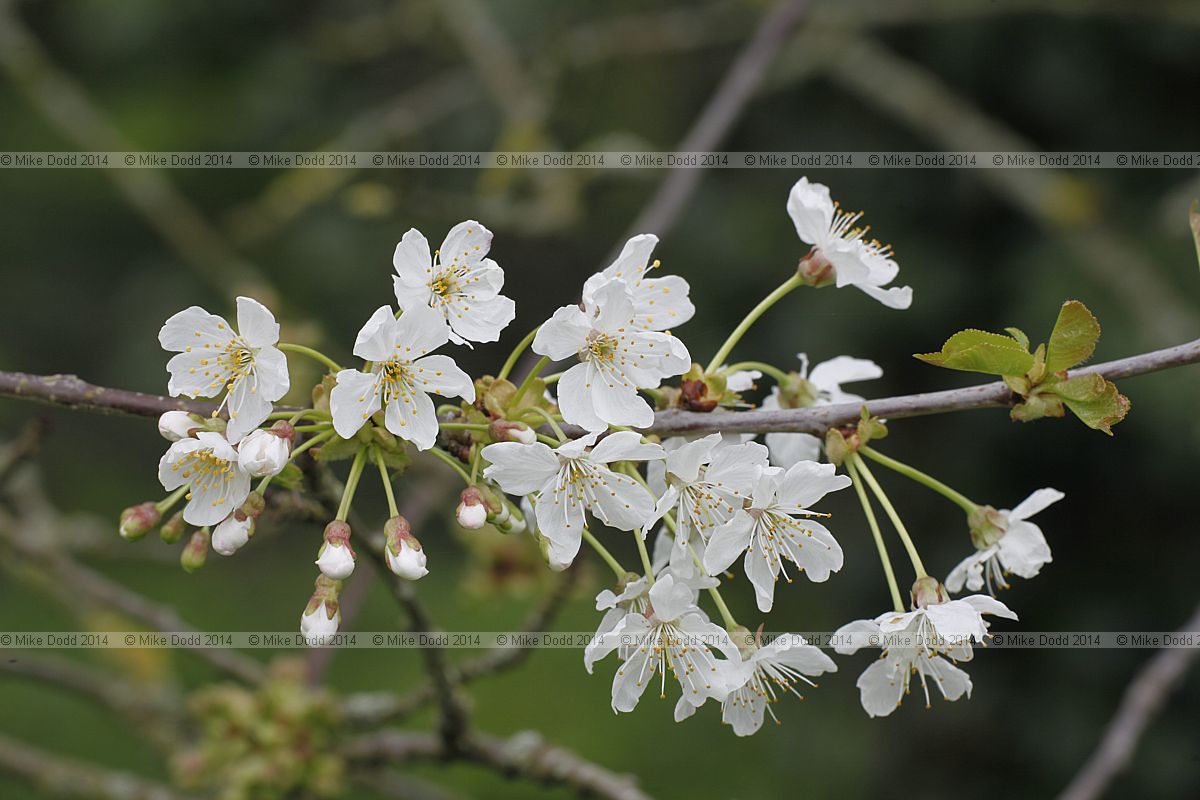 Prunus avium Wild cherry