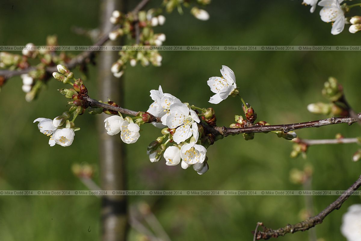 Prunus avium 'Adiana' (does this cultivar exist?)