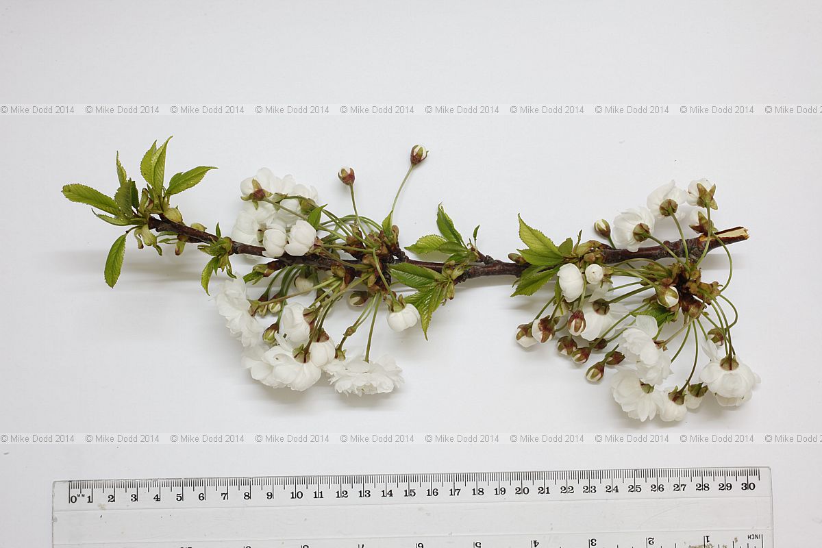 Prunus avium 'Plena' Double Gean in flower